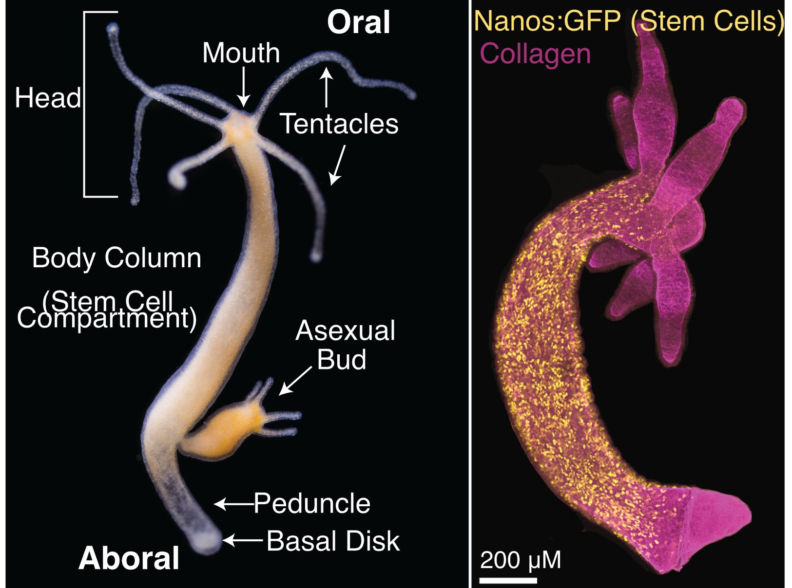 Diagram Of A Hydra Cell